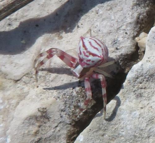 Réf. 323 655 : Thomisus onustus